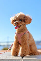 青空の公園でお座りするトイ・プードル