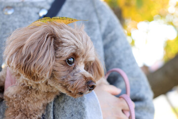 頭に葉っぱがのっているトイ・プードル