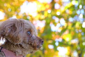 緑の公園にいるトイ・プードル