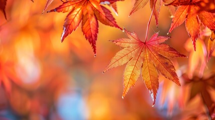 Close-up of vibrant red and orange autumn maple leaves with blurred background.