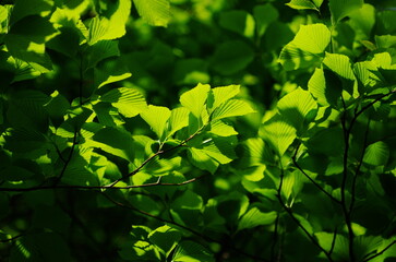 アズキナシの新緑