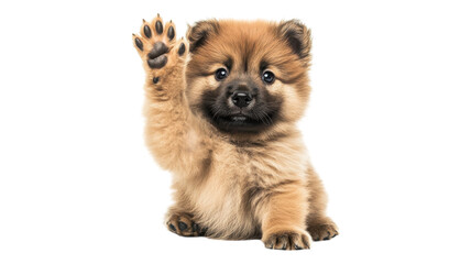 Obraz premium Cute puppy raising a paw, showcasing its playful nature in a bright setting, perfect for uplifting moments and animal lovers.