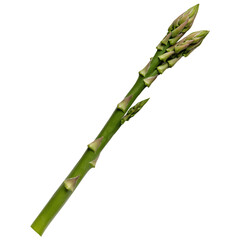 A single fresh asparagus spear isolated on a transparent background