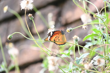 Danaus chrysippus butterfly. Its other names plain tiger, African queen butterfly and African monarch. It is a butterfly widespread in Asia, Australia and Africa. Butterfly sucking juice of flower 