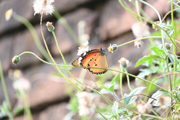 Danaus chrysippus butterfly. Its other names plain tiger, African queen butterfly and African monarch. It is a butterfly widespread in Asia, Australia and Africa. Butterfly sucking juice of flower 