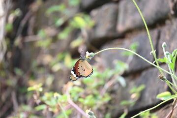 Danaus chrysippus butterfly. Its other names plain tiger, African queen butterfly and African monarch. It is a butterfly widespread in Asia, Australia and Africa. Butterfly sucking juice of flower 
