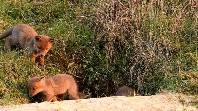 Four young foxes are playing around the den in the light of the sunset. Filmed in the dunes of the Netherlands.