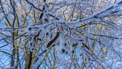 Nahaufnahme reifbedeckter Zweige an einem sonnigen Wintertag