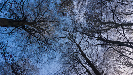 Baumkronen im Wald bei Lübz