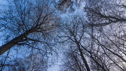 Baumkronen im Wald bei L&uuml;bz