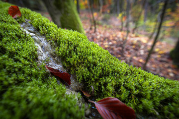 Geotop Steinerne Rinne (Kalktuffrinne) bei Erasbach nahe Berching in der Oberpfalz, Bayern im Herbst