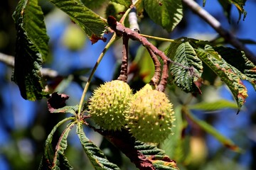 planta fruto castanha da índia - Aesculus hippocastanum 