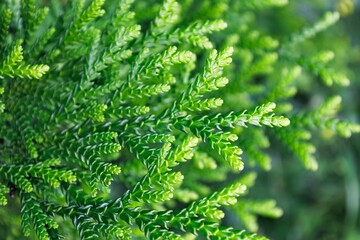 Bright foliage of Thujopsis dolabrata in the cypress family Cupressaceae. Green young leaves of false arborvitae or hiba arborvitae. Evergreen coniferous tree. Branch of asunaro. Nature concept.