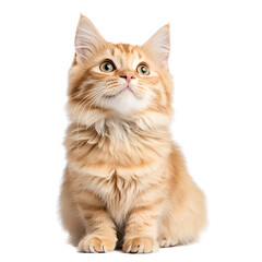 a cat with a surprised look