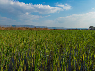 Beautiful green field under a bright blue sky
