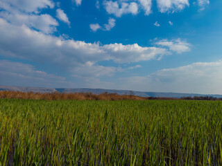 Beautiful green field under a bright blue sky
