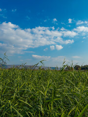 Beautiful green field under a bright blue sky