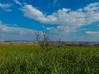 Beautiful green field under a bright blue sky