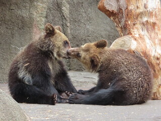 Fototapeta premium A young brown bear wrestling with its sibling