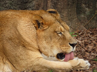 A lion's tender moment
