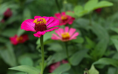 beautiful red zinnia elegans flower blooming in the garden surrounded by green blurry natural garden in the morning scene