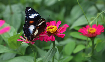 beautiful butterfly lands on red pink flower in the garden, sorounded by beautifull green landscape with blurry background