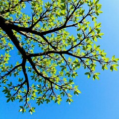 Fototapeta premium Branches of a deciduous tree against blue sky, sky, green