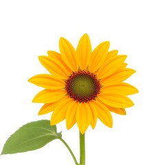 Fototapeta premium Vibrant Yellow Sunflower Blossom Isolated on White Background Detailed Close up
