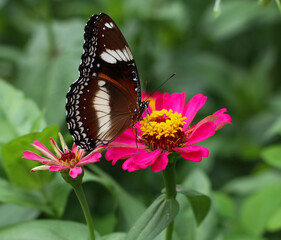 beautiful butterfly lands on red pink flower in the garden, sorounded by beautifull green landscape with blurry background