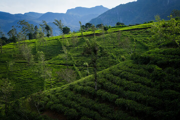 tea plantations in high hills