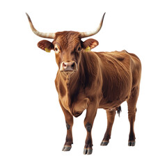 Realistic Cow Image on Transparent Background
