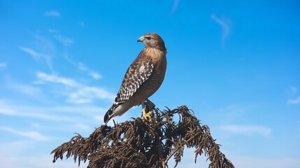 Red tailed hawk resing on tree top, Red-tailed Hawks are large hawks with typical Buteo...
