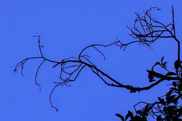 The silhouette of a dead branch of an old alder tree captured with the light of  the full moon at dawn, in the eastern Andean mountains of central Colombia.