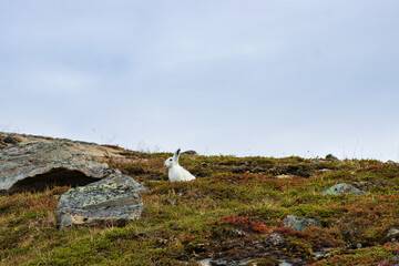 Wild arctic hare (Lepus Articus) near Qalerariq glacier (South Greenland)
