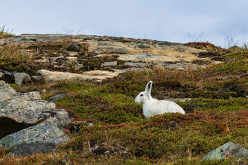 Wild arctic hare (Lepus Articus) near Qalerariq glacier (South Greenland)