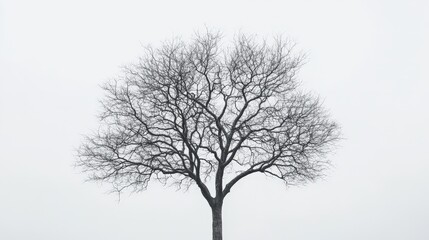 Fototapeta premium A leafless tree stands tall against a pale sky