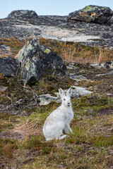 Wild arctic hare (Lepus Articus) near Qalerariq glacier (South Greenland)