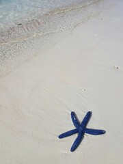 하얀 모래해변위에 파란불가사리