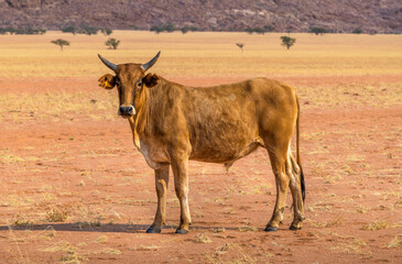 Cow of Himba People on the red sand of Marienfluss Valley, Namibia