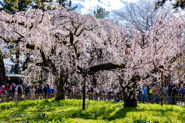 京都府京都御苑　満開のしだれ桜　
