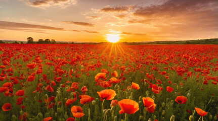 Fototapeta premium Vibrant poppy field at sunset creates a breathtaking landscape of color and beauty