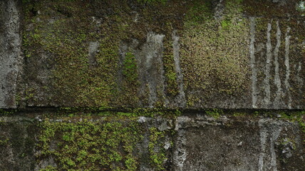 moss on stone
