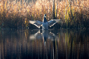 Un p'tit canard qui fait sa toilette au lever du soleil. 
Photo prise à Albi au Lac de...