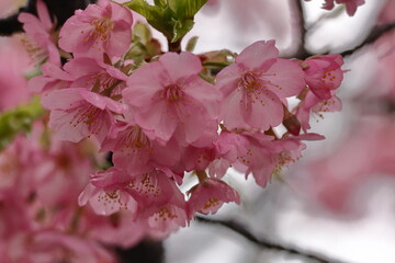 鮮やかなピンク色の早咲き桜