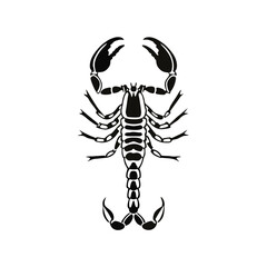 spider on a white background