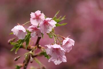 鮮やかなピンク色の早咲き桜