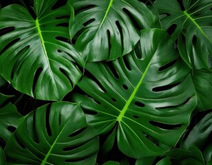  Lush Tropical Foliage:  Close-up of vibrant, textured monstera leaves, showcasing their deep green hues and intricate patterns against a dark background.