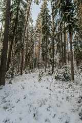Fototapeta premium Snow covered fir trees in a beautiful forest