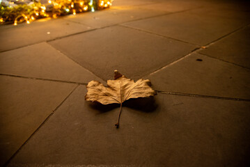 Dried leaf on London street 1