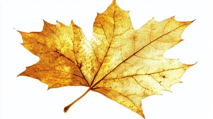 Detailed Autumn Maple Leaf Image